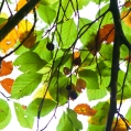 herfstpracht