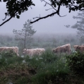 Schotse Hooglanders in natuurgebied bij Orvelte I