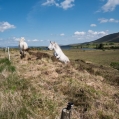 Connemara pony's, Ierland