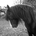 Paard in de tuin