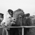 Nieuwsgierige koeien op het Hogeland, Groningen