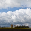 De wierde Eelswerd met koolzaad