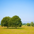 bomen bij Warffum