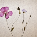 Stilleven met droogbloemen