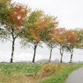 Herfstbomen in de regen