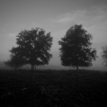 Bomen en sterren