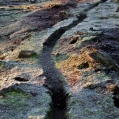 Spoor in het veen