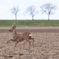 Een ree rent door de Westpolder, Hogeland, Groningen