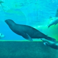 Zeeleeuwen in Artis