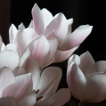Tulpen