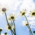 Margrieten