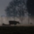 Koeien in maanlicht bij Stitswerd