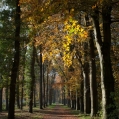 Herfst in het Quintusbos