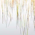Riet, spiegelend in een vennetje