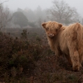 Schotse hooglander kalf