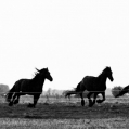 Friese paarden in Groninger land